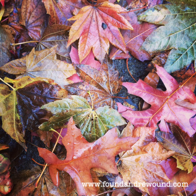 wet leaves in the fall colorful leaves