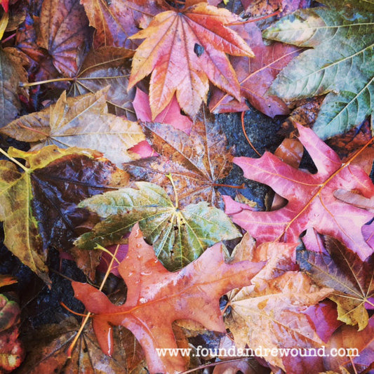 wet leaves in the fall colorful leaves