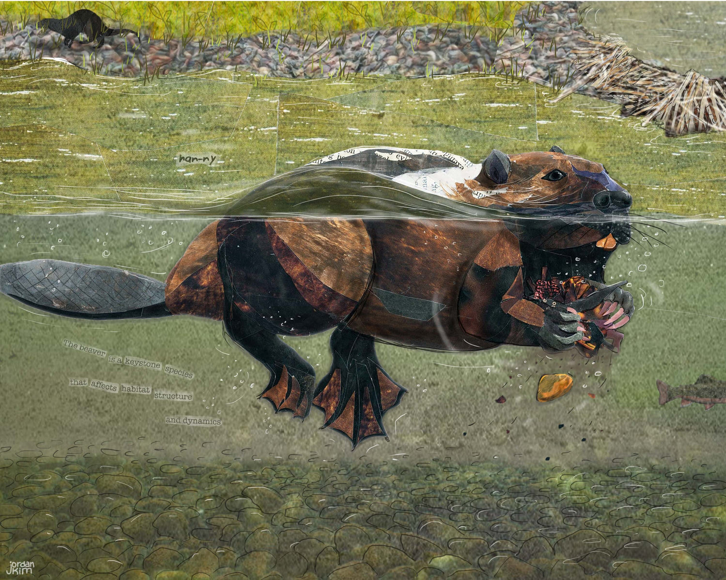8x10 Art Print of a mixed media collage of a beaver swimming, Yellowstone