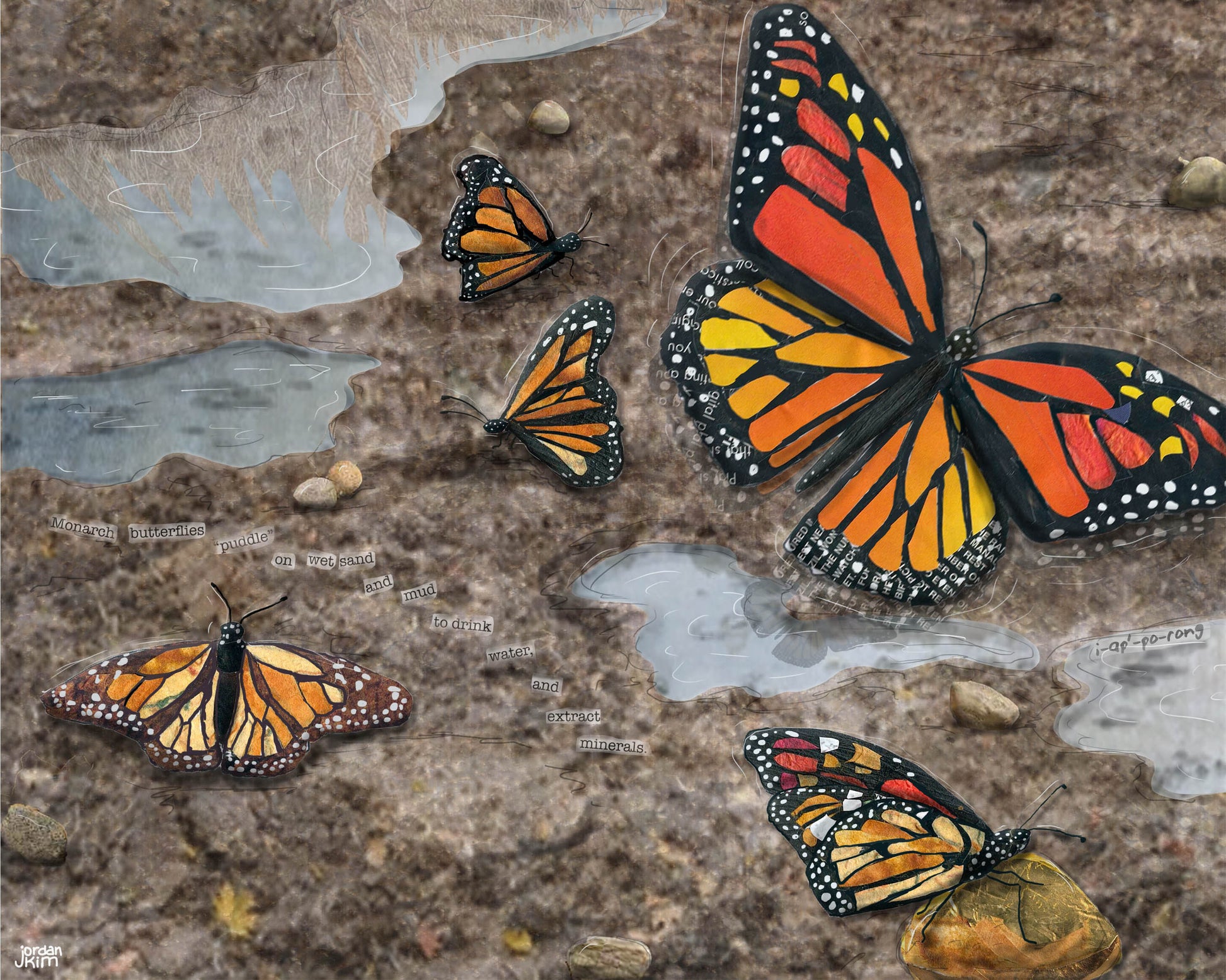 Greeting Card of mixed media collage of monarch butterflies puddling, Yellowstone - Blank Inside