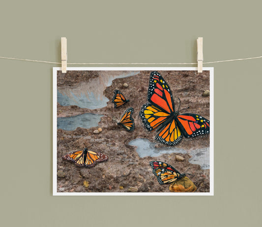 8x10 Art Print of a mixed media collage of monarch butterflies puddling, Yellowstone
