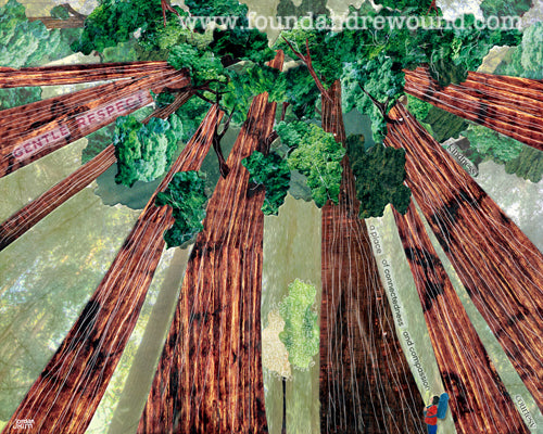 August Redwoods